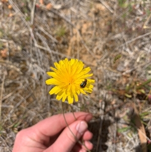 Dicranolaius villosus at Strathnairn, ACT - 1 Nov 2024 11:30 AM