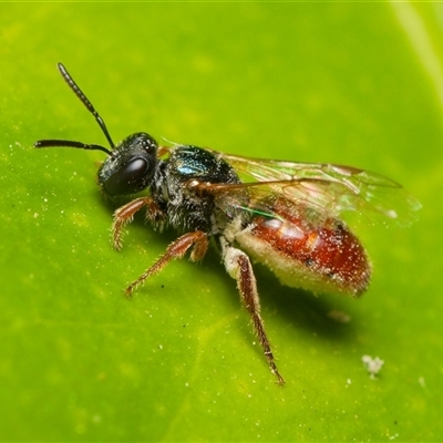 Lasioglossum (Homalictus) punctatum (A halictid bee) at Downer, ACT - 1 Nov 2024 by RobertD