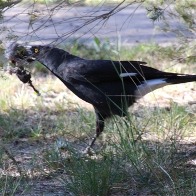 Strepera graculina (Pied Currawong) at Higgins, ACT - 7 Oct 2014 by Jennybach