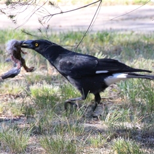 Strepera graculina at Higgins, ACT - 8 Oct 2014 08:28 AM