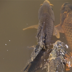 Cyprinus carpio at Yarralumla, ACT - 12 Nov 2014