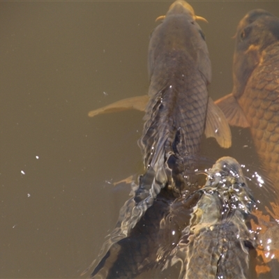 Cyprinus carpio (Common Carp) at Yarralumla, ACT - 12 Nov 2014 by Jennybach