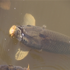 Cyprinus carpio at Yarralumla, ACT - 12 Nov 2014