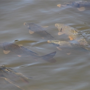 Cyprinus carpio at Yarralumla, ACT - 12 Nov 2014