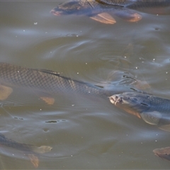 Cyprinus carpio at Yarralumla, ACT - 12 Nov 2014