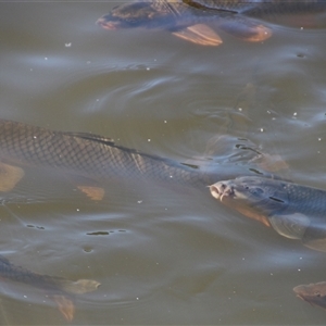 Cyprinus carpio at Yarralumla, ACT - 12 Nov 2014 12:24 PM