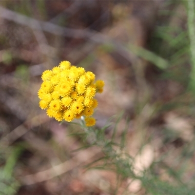 Chrysocephalum semipapposum (Clustered Everlasting) at Watson, ACT - 8 Nov 2014 by Jennybach