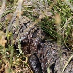 Tiliqua rugosa (Shingleback Lizard) at Watson, ACT - 9 Nov 2014 by Jennybach