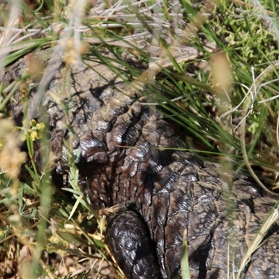 Tiliqua rugosa (Shingleback Lizard) at Watson, ACT - 9 Nov 2014 by Jennybach