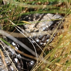 Tiliqua rugosa at Watson, ACT - 9 Nov 2014