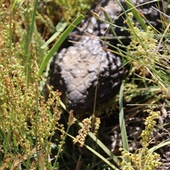 Tiliqua rugosa at Watson, ACT - 9 Nov 2014