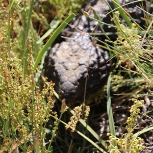 Tiliqua rugosa at Watson, ACT - 9 Nov 2014