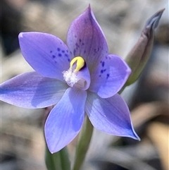 Thelymitra simulata (Graceful Sun-orchid) at Acton, ACT - 29 Oct 2024 by lisarobins