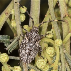 Alcaeus varicornis (Acacia shield bug) at Bruce, ACT - 30 Oct 2024 by kasiaaus