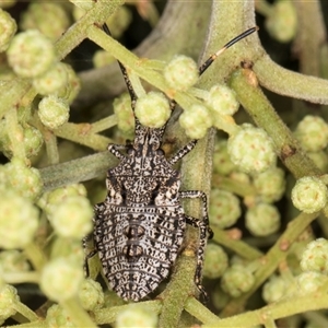 Alcaeus varicornis at Bruce, ACT - 30 Oct 2024