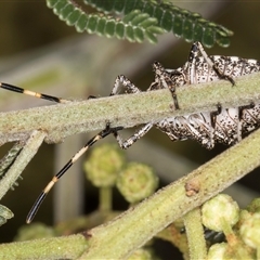 Alcaeus varicornis at Bruce, ACT - 30 Oct 2024