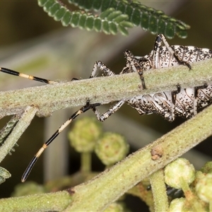 Alcaeus varicornis at Bruce, ACT - 30 Oct 2024