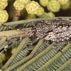 Alcaeus varicornis at Bruce, ACT - 30 Oct 2024