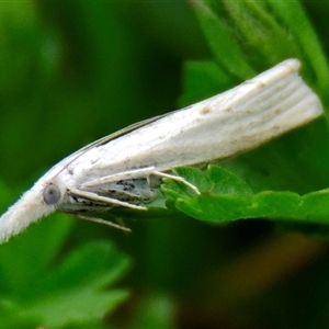 Culladia cuneiferellus at Acton, ACT - 1 Nov 2024