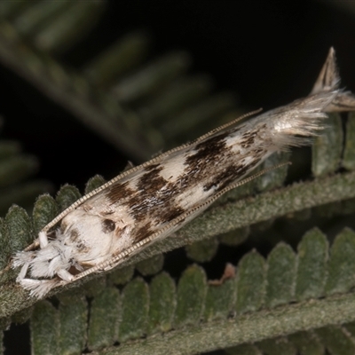 Erechthias mystacinella (Tineidae) at Bruce, ACT - 30 Oct 2024 by kasiaaus