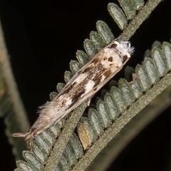 Erechthias mystacinella at Bruce, ACT - 30 Oct 2024 11:30 AM