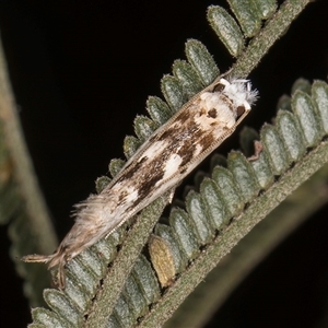 Erechthias mystacinella at Bruce, ACT - 30 Oct 2024 11:30 AM