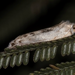 Erechthias mystacinella at Bruce, ACT - 30 Oct 2024 11:30 AM