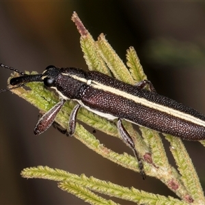 Rhinotia suturalis at Bruce, ACT - 30 Oct 2024