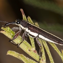 Rhinotia suturalis at Bruce, ACT - 30 Oct 2024