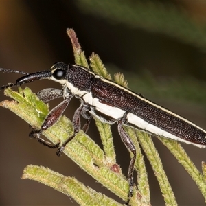 Rhinotia suturalis at Bruce, ACT - 30 Oct 2024