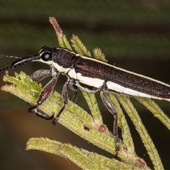 Rhinotia suturalis at Bruce, ACT - 30 Oct 2024