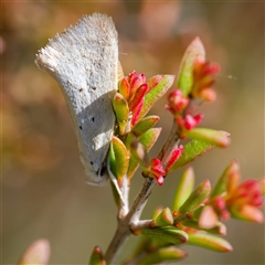 Thalerotricha mylicella (Wingia Group) at Rossi, NSW - 29 Oct 2024 by DPRees125