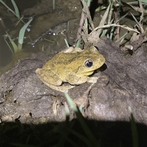 Litoria peronii at Strathnairn, ACT - 29 Oct 2024