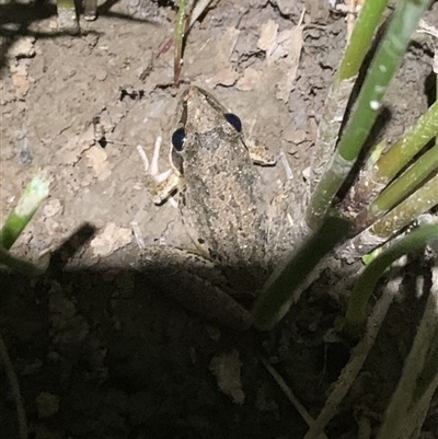 Litoria latopalmata (Broad-palmed Tree-frog) at Strathnairn, ACT - 29 Oct 2024 by Eland