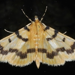 Dichocrocis clytusalis (Kurrajong Leaf-tier, Kurrajong Bag Moth) at Rosedale, NSW - 28 Oct 2024 by jb2602