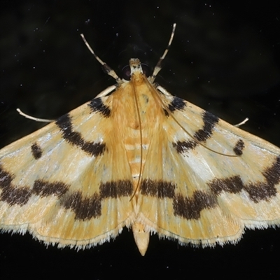 Dichocrocis clytusalis (Kurrajong Leaf-tier, Kurrajong Bag Moth) at Rosedale, NSW - 28 Oct 2024 by jb2602