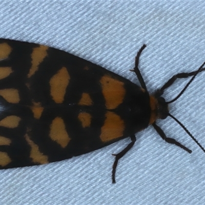 Asura lydia (Lydia Lichen Moth) at Rosedale, NSW - 28 Oct 2024 by jb2602