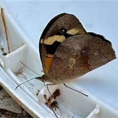 Heteronympha merope (Common Brown Butterfly) at Aranda, ACT - 1 Nov 2024 by KMcCue