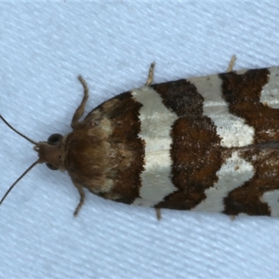 Subfurcatana subfurcatana (A Tortricid moth) at Rosedale, NSW - 28 Oct 2024 by jb2602