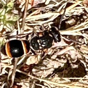 Eumeninae (subfamily) at Aranda, ACT - 1 Nov 2024 03:10 PM