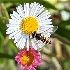 Melangyna viridiceps (Hover fly) at Aranda, ACT - 1 Nov 2024 by KMcCue