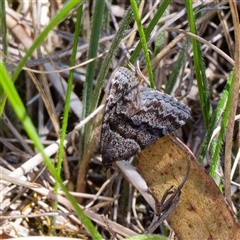 Dichromodes ainaria (A geometer or looper moth) at Jingera, NSW - 29 Oct 2024 by DPRees125