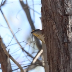 Pardalotus striatus (Striated Pardalote) at Forde, ACT - 26 Oct 2024 by HappyWanderer