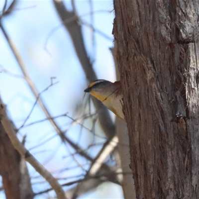 Pardalotus striatus (Striated Pardalote) at Forde, ACT - 27 Oct 2024 by HappyWanderer