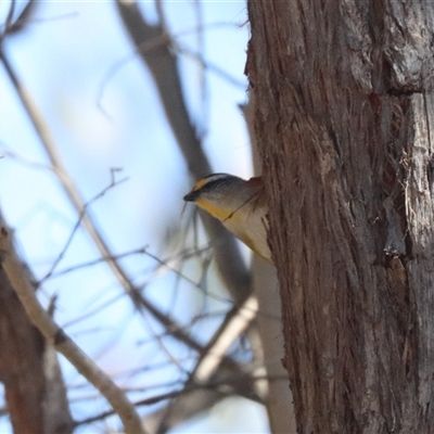 Pardalotus striatus (Striated Pardalote) at Forde, ACT - 27 Oct 2024 by HappyWanderer