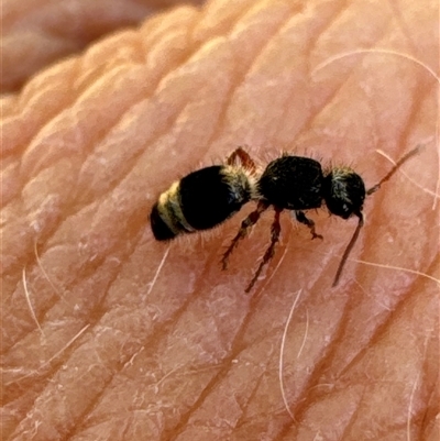 Mutillidae (family) (Unidentified Mutillid wasp or velvet ant) at Aranda, ACT - 1 Nov 2024 by Jubeyjubes