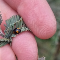 Peltoschema tetraspilota (Leaf beetle) at Bungendore, NSW - 1 Nov 2024 by clarehoneydove