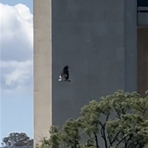 Haliaeetus leucogaster at Parkes, ACT - 28 Oct 2024