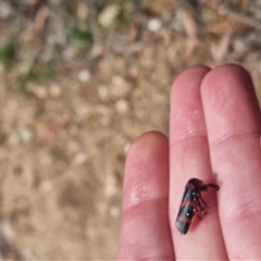 Eurymelops rubrovittata (Red-lined Leaf Hopper) at Bungendore, NSW - 1 Nov 2024 by clarehoneydove