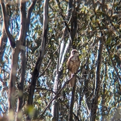 Falco berigora (Brown Falcon) at Jindera, NSW - 31 Oct 2024 by Darcy